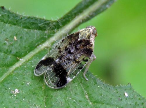Cixius cunicularius